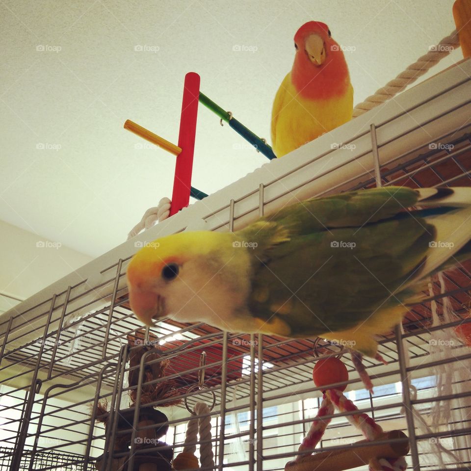 lovebirds hanging out on their cage