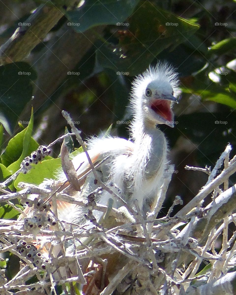 Close-up of hungry bird on nest