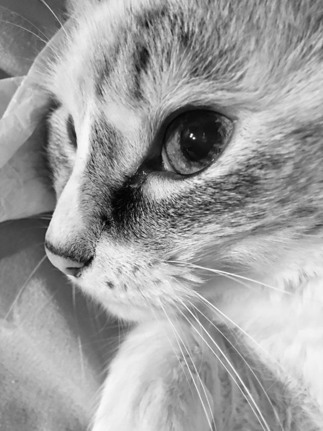 Cat Lover