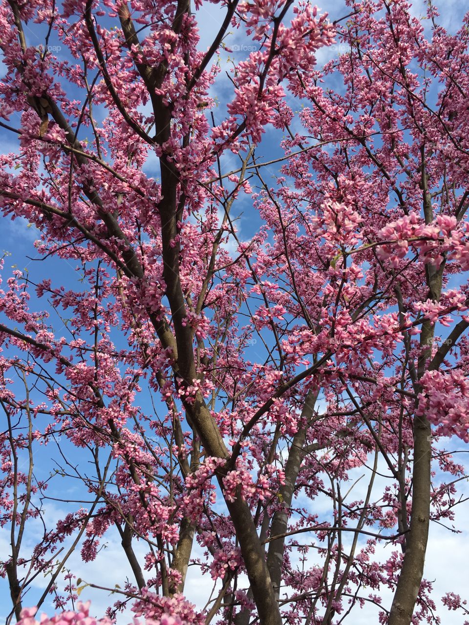 American Redbud