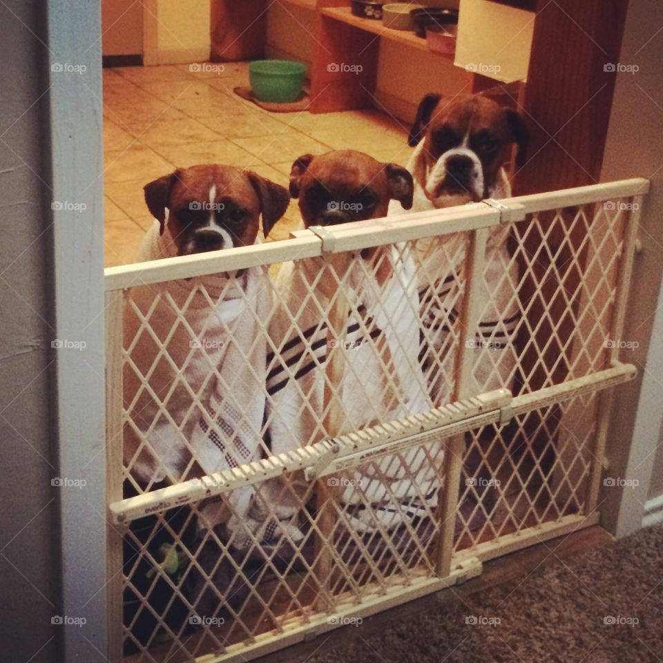 Bath Timeout . Easiest way to dry three rowdy boxer pups at once ☺️