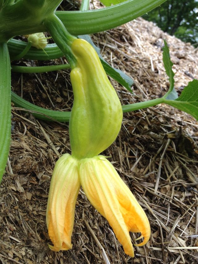 Squash