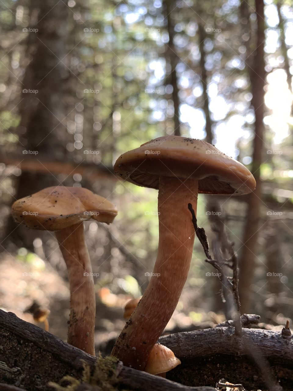 mushroom buddies