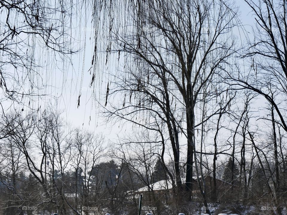 A walk through a winter wonderland, minutes into the local downtown area. Ice, snow, trees, water, and a little wildlife for good measure!