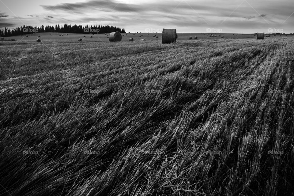 Straw bales in the field
