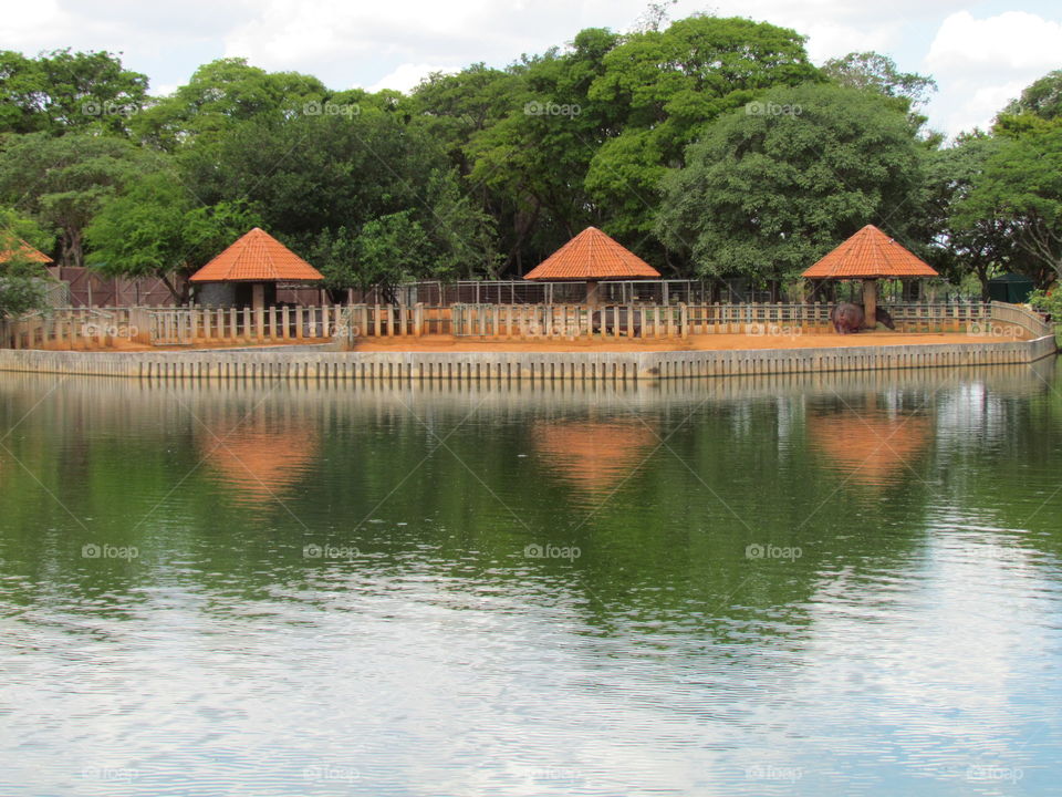 zôo de Brasília, casa dos hipopótamos.