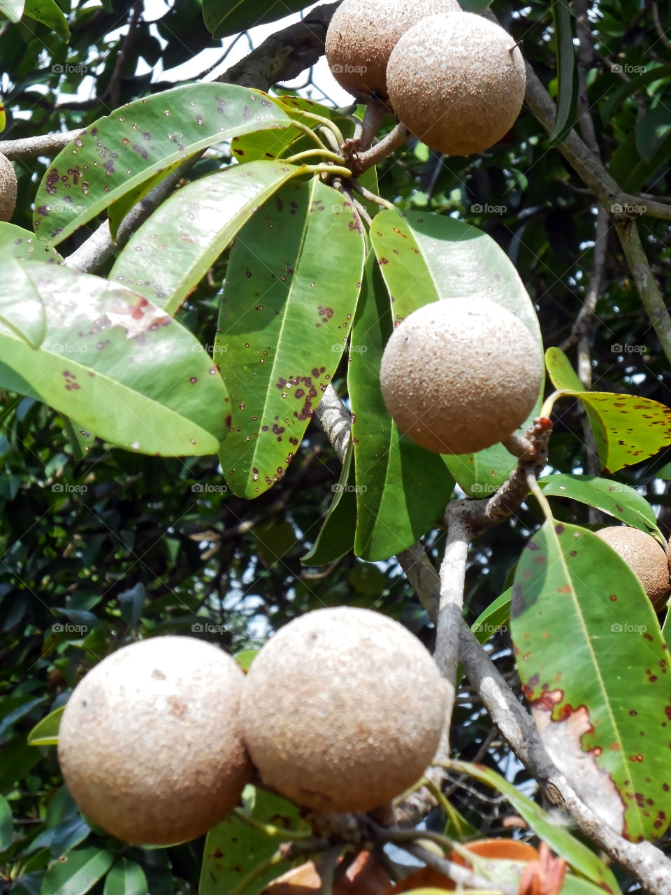 Young Sapodilla