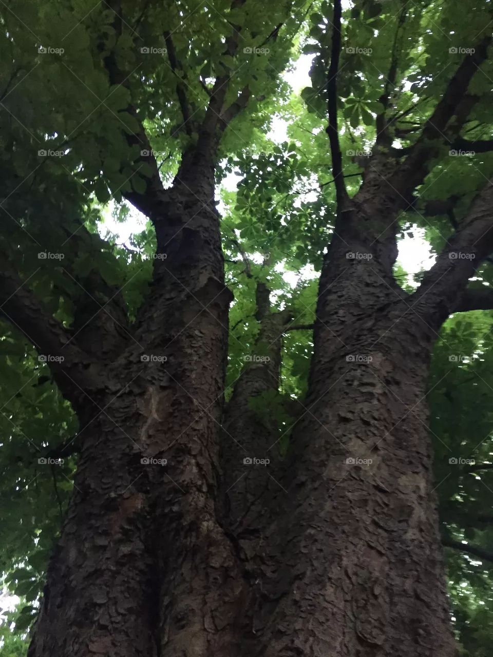 Der Baum 