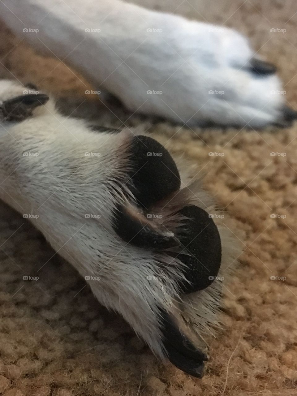 Cute paws
