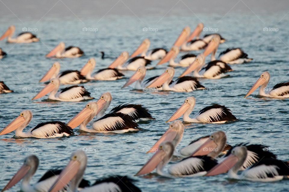 Feeding Pelicans