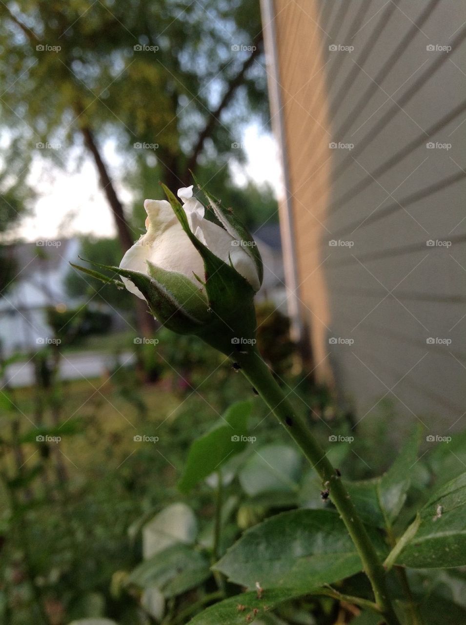 Long stem white Rose