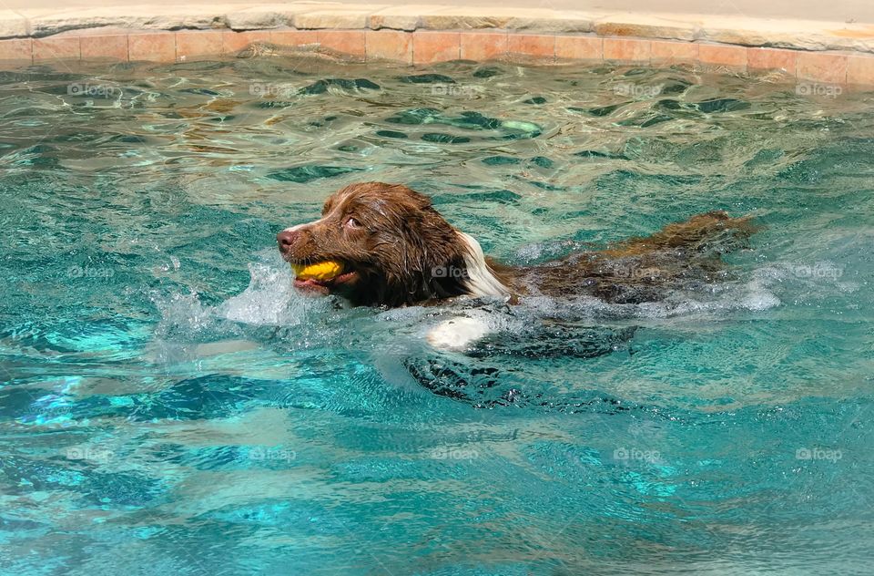 Border collie swimming and splashing in a pool
