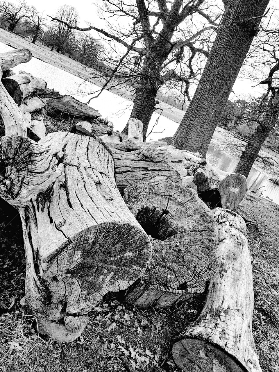 Black and White Logs