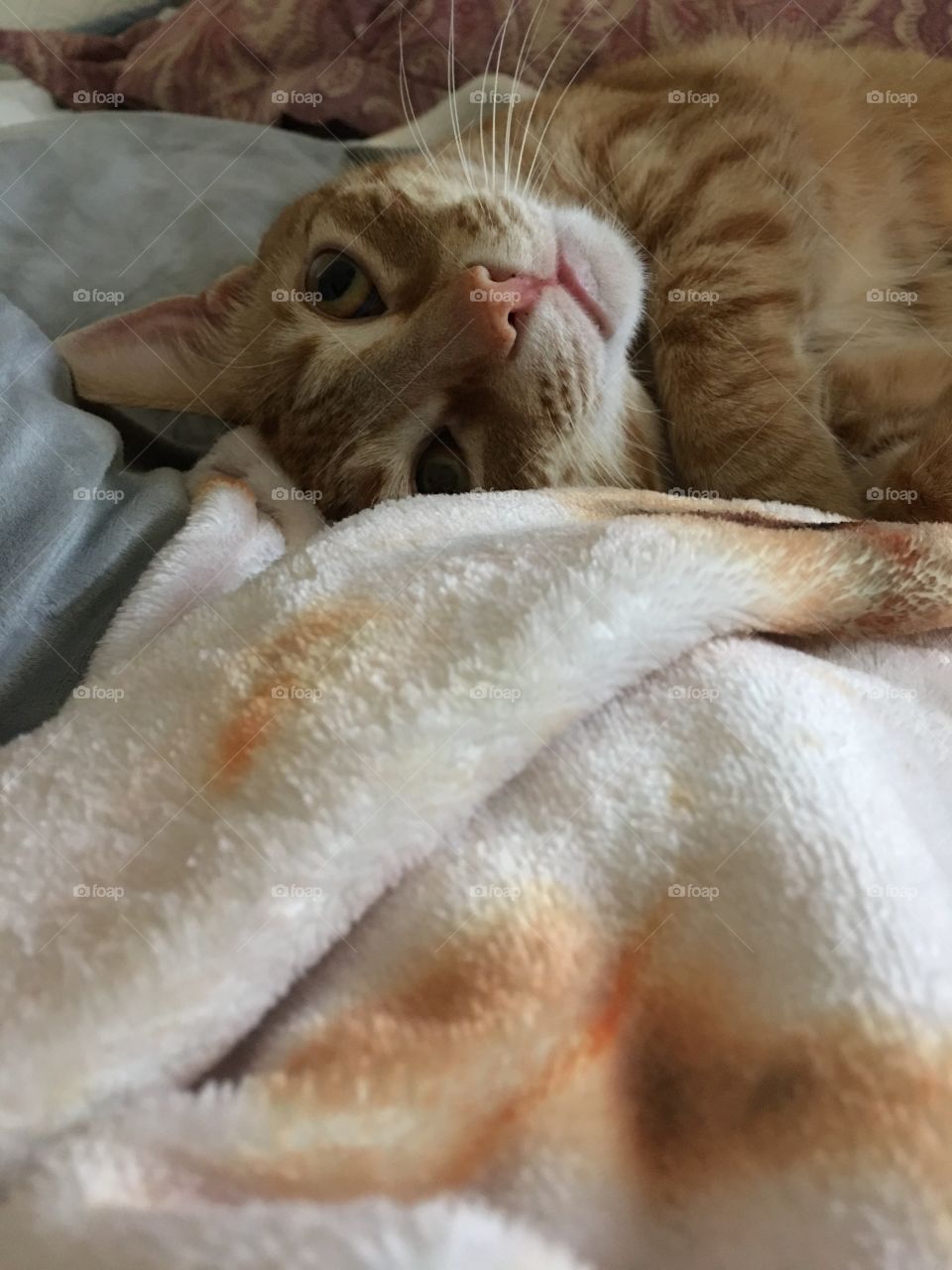 Cute orange tabby kitty