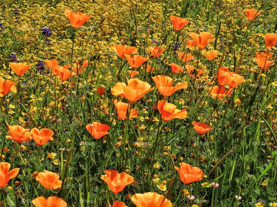 California Poppies At Sunset. Meadow Of Orange California Poppies During The Golden Hour
