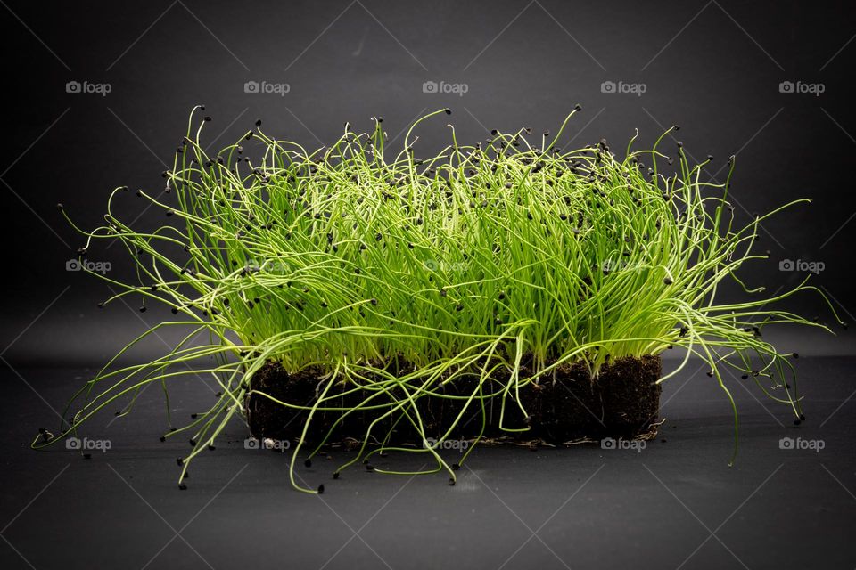 Microgreen onion on a grey background