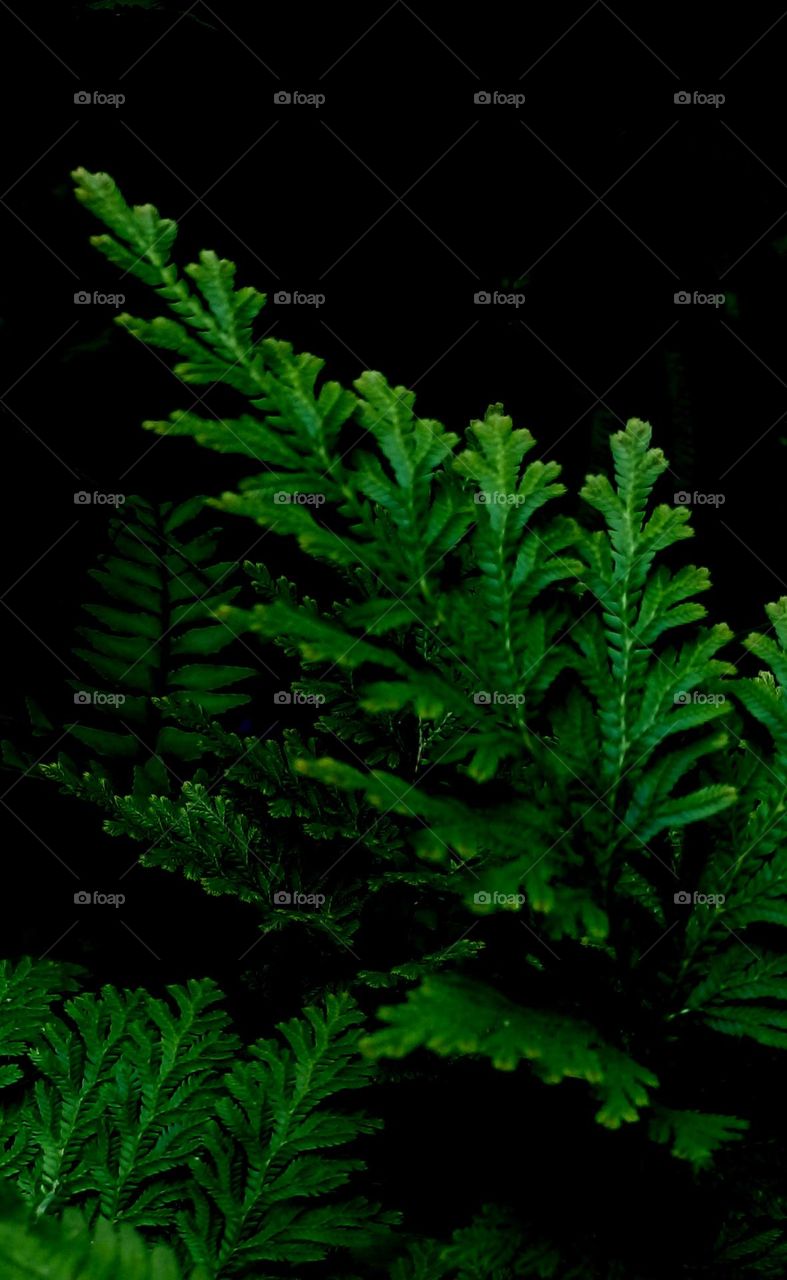 naturelove, drak background, green love, beautiful, lovely