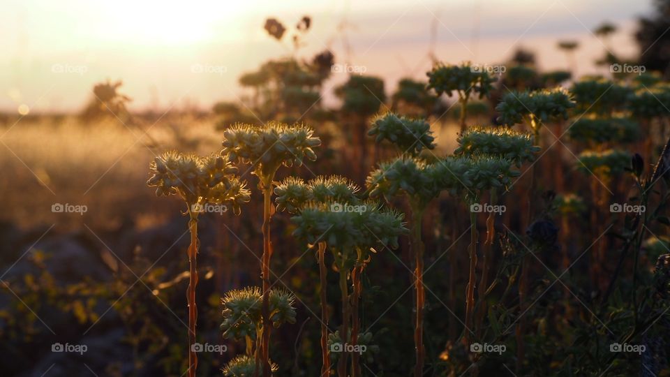 Atardecer en Pedraza
Sunset in Pedraza