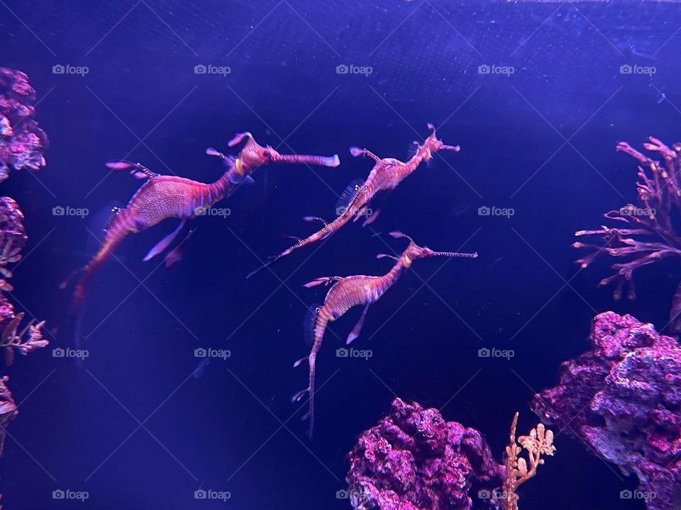 Pink underwater unicorns...