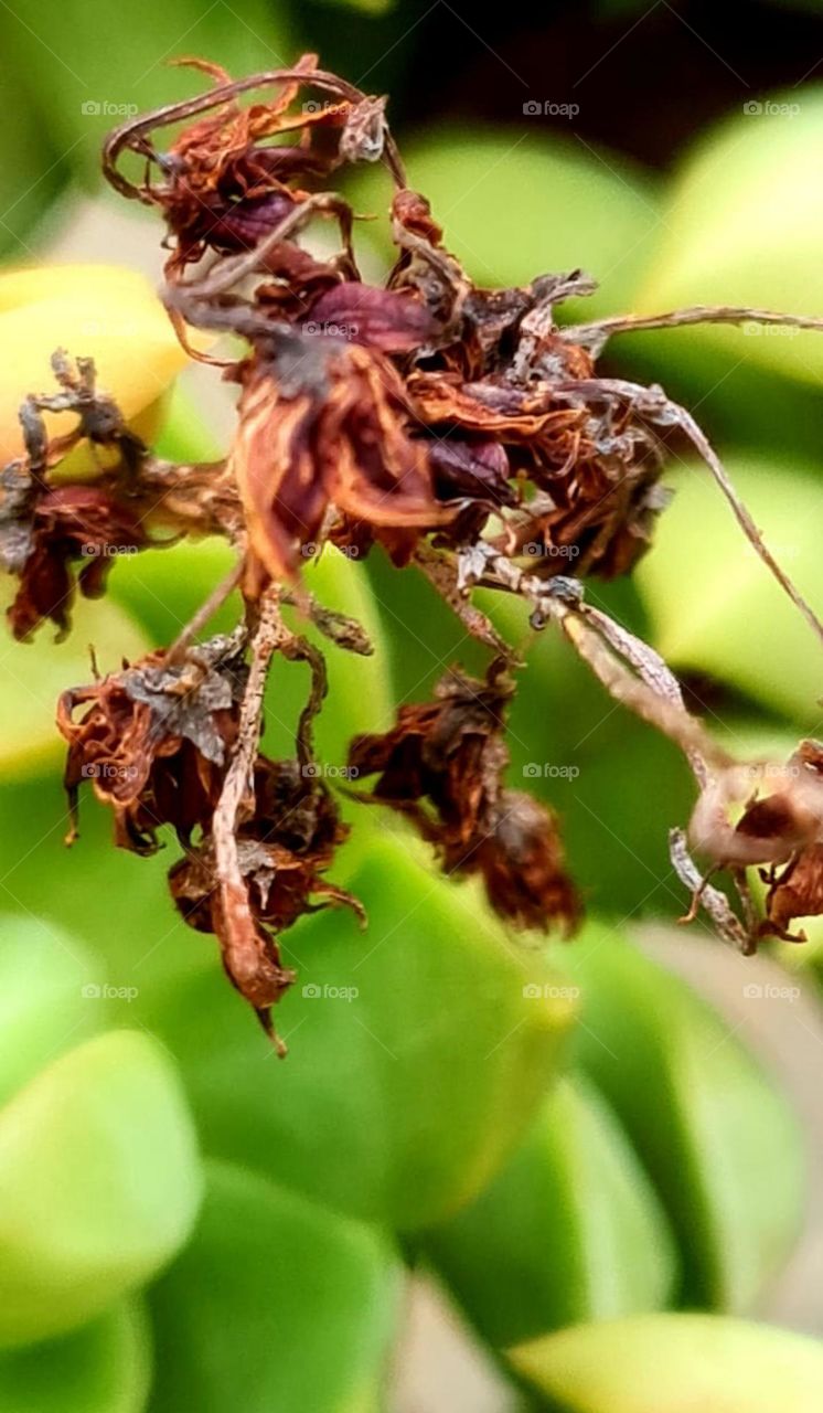 Princípio, Meio e Fim de uma flor!