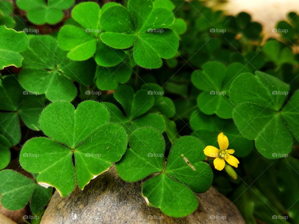 Small but yet beautiful