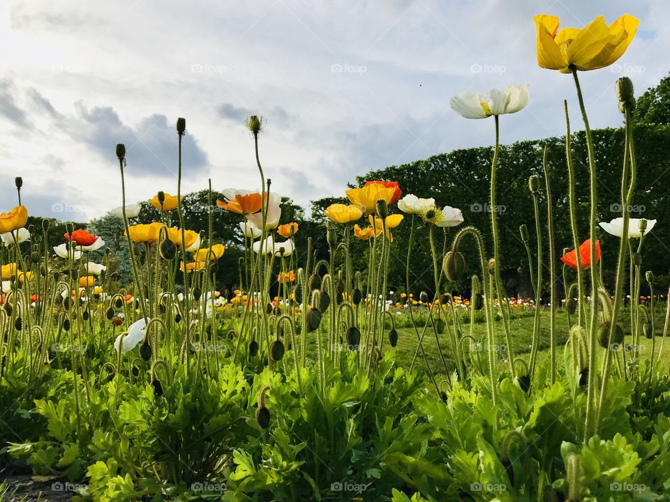 Poppy flowers