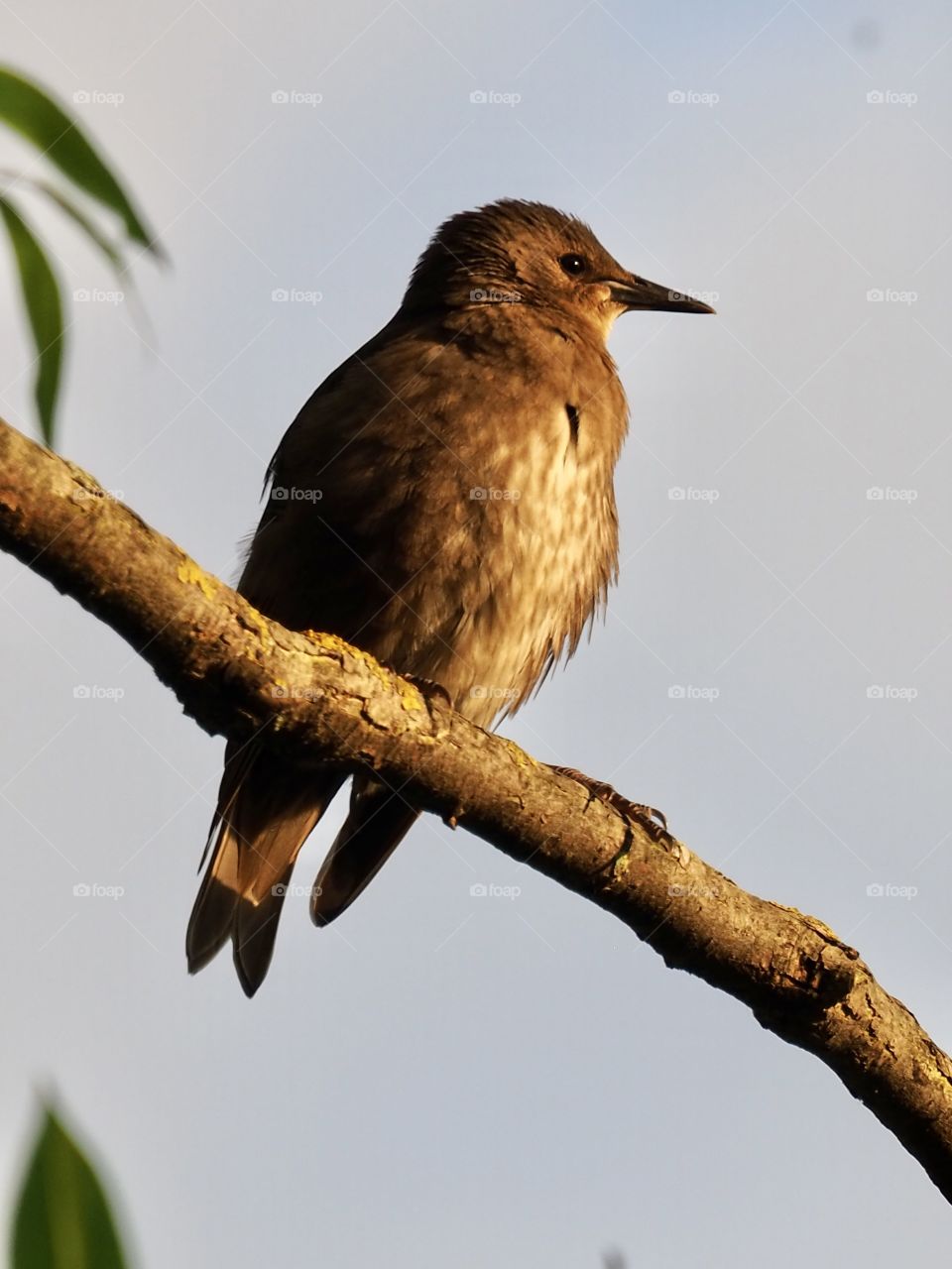 Young starling