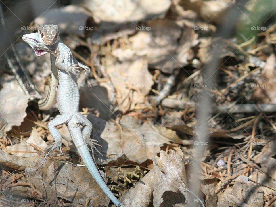 Snake with captured prey 