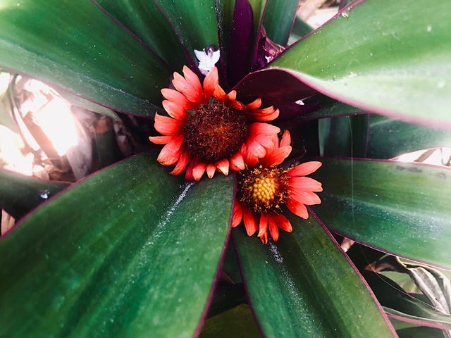Plants 