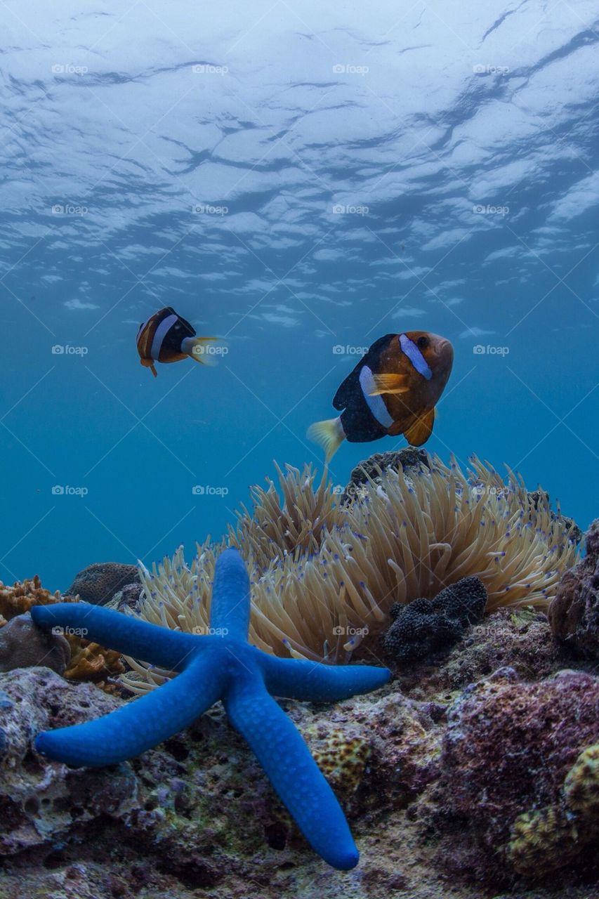 Clownfish and the blue starfish