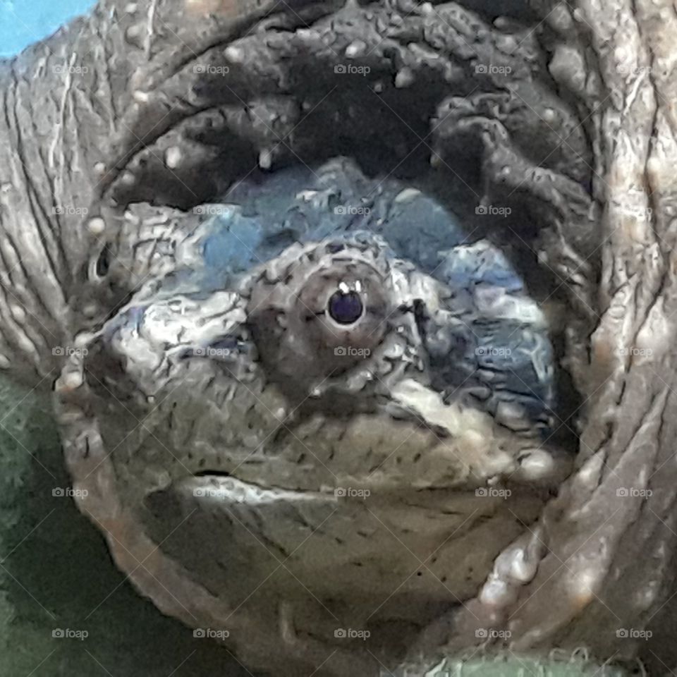 Snapping turtle headshot