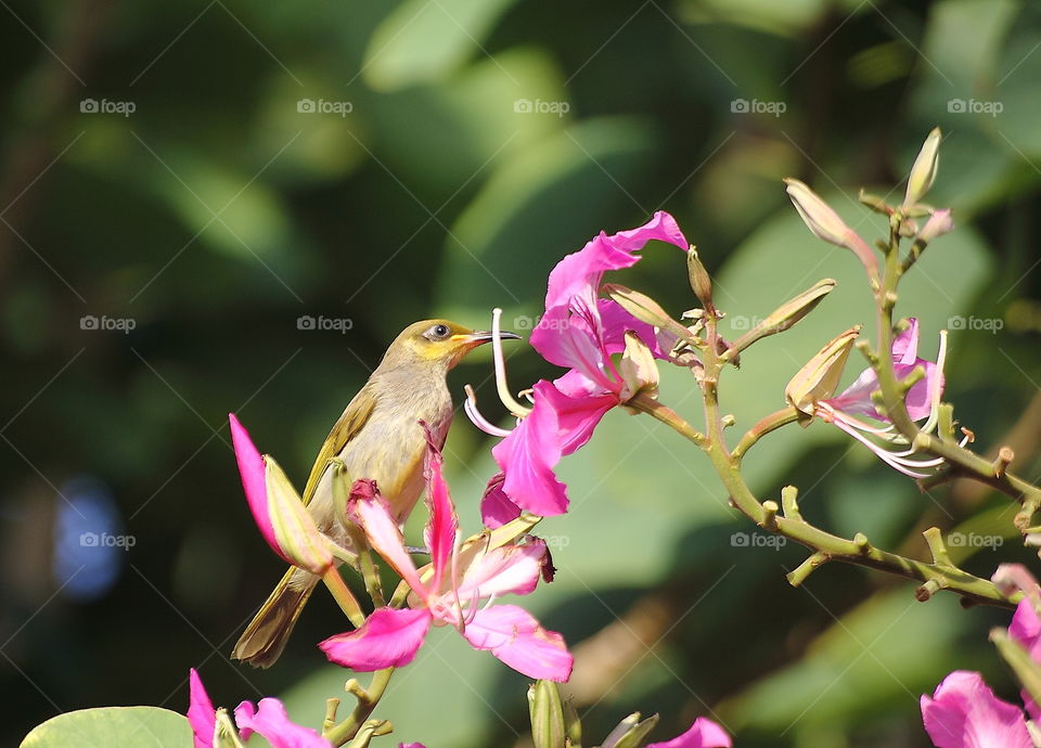 Indonesian honey bee - eater . Large size honey bird category comparation with the common one honey bird of olive - backed sunbird . Yellow's coloured to look for similar , but there's more than grey than .