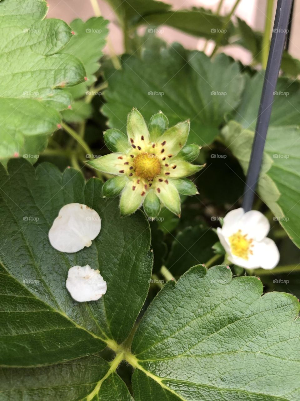 Strawberry plant