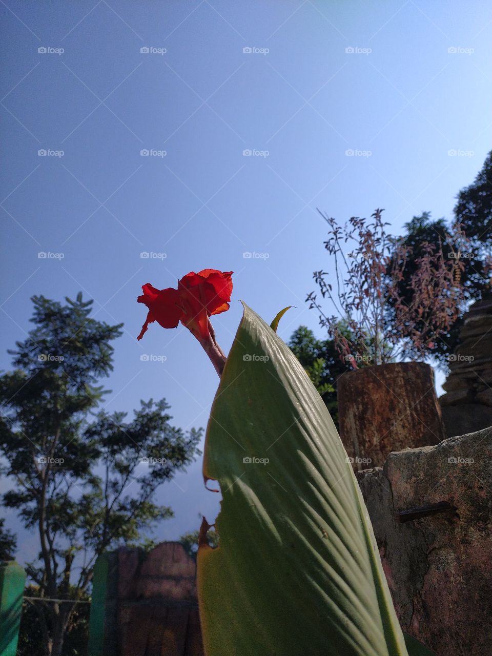 Canna Indica; the beautiful flower staring at the sky