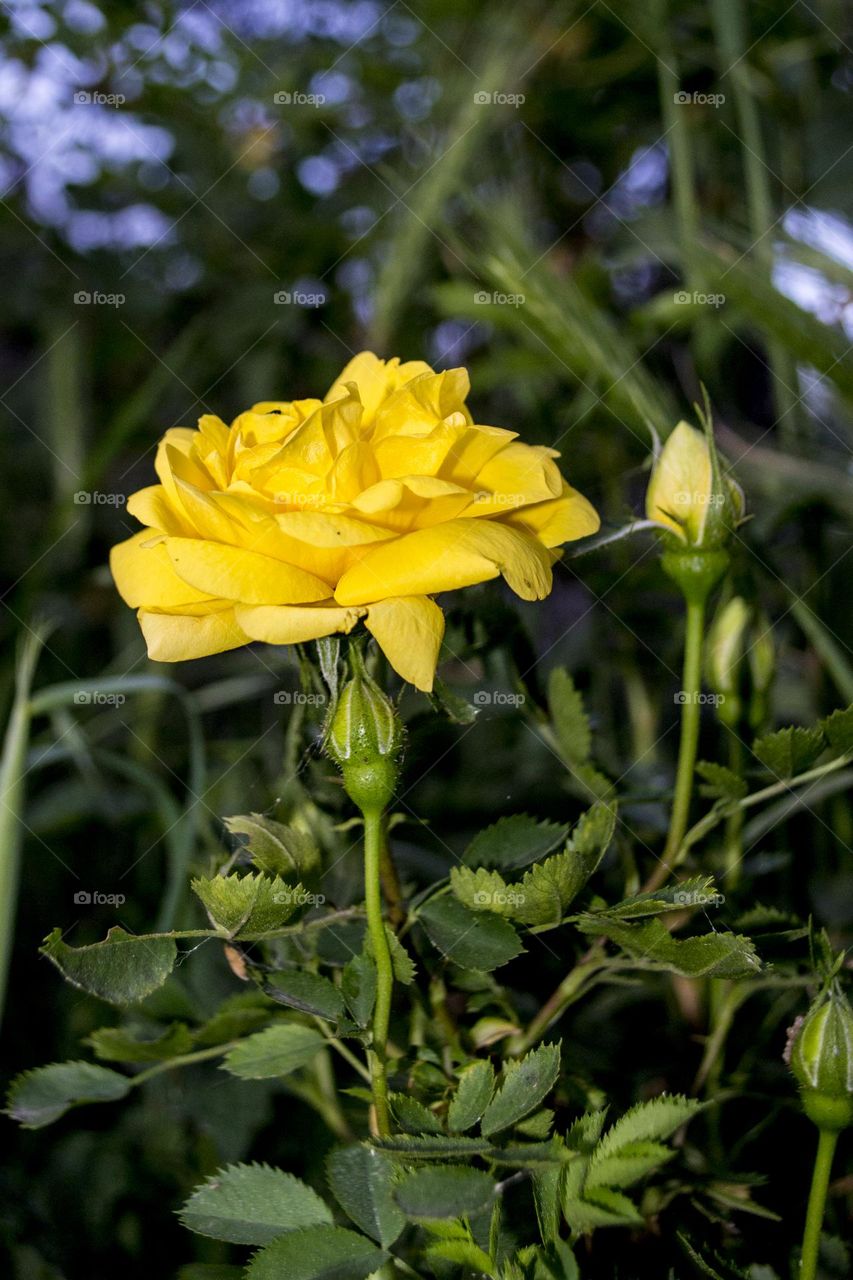 Yellow rose