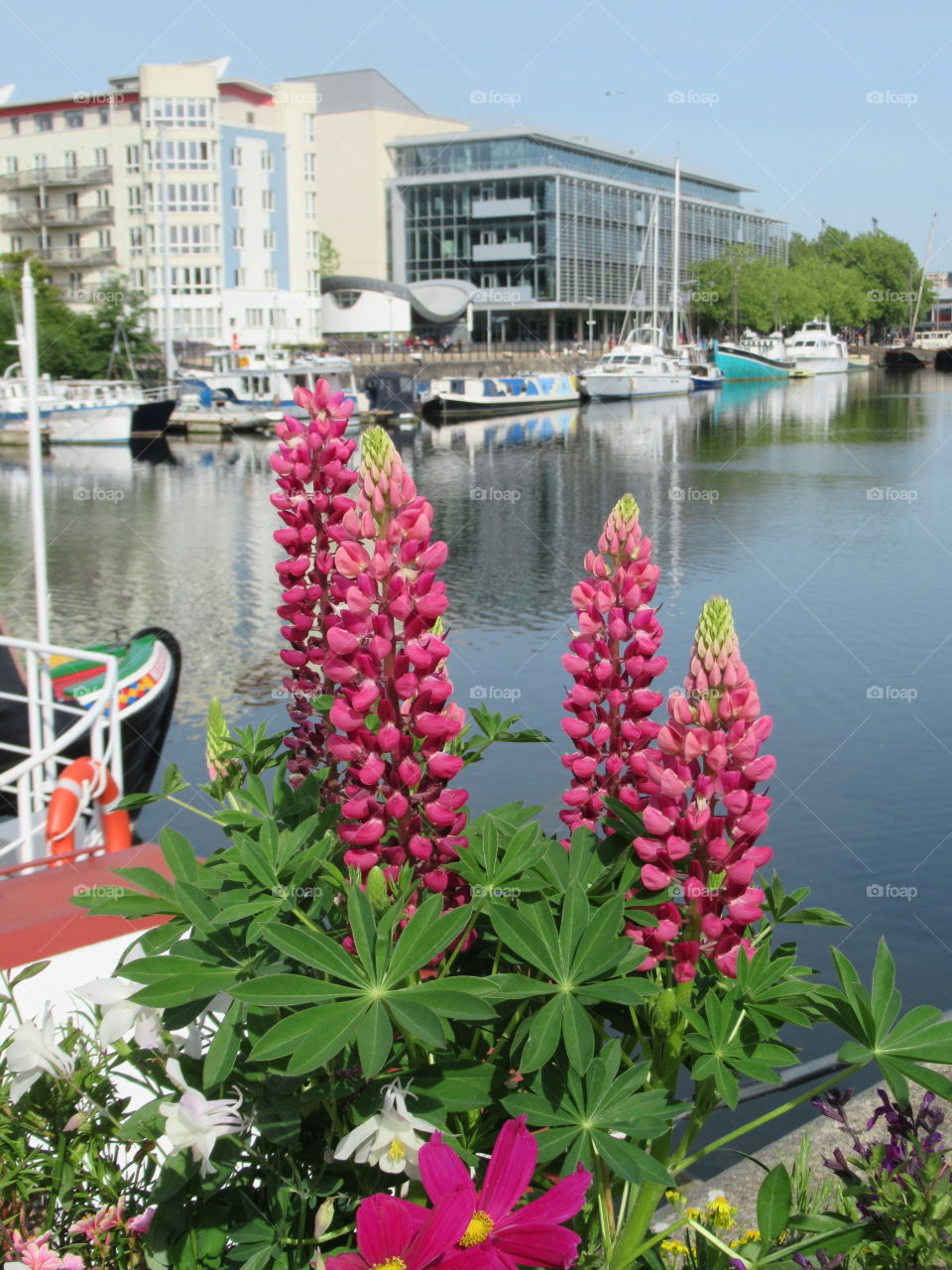 Lupins in full bloom next to harbourside