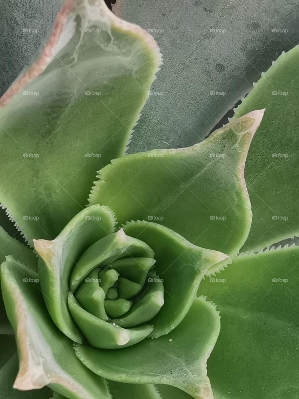 flor verde con pinchos alrededor gran canaria