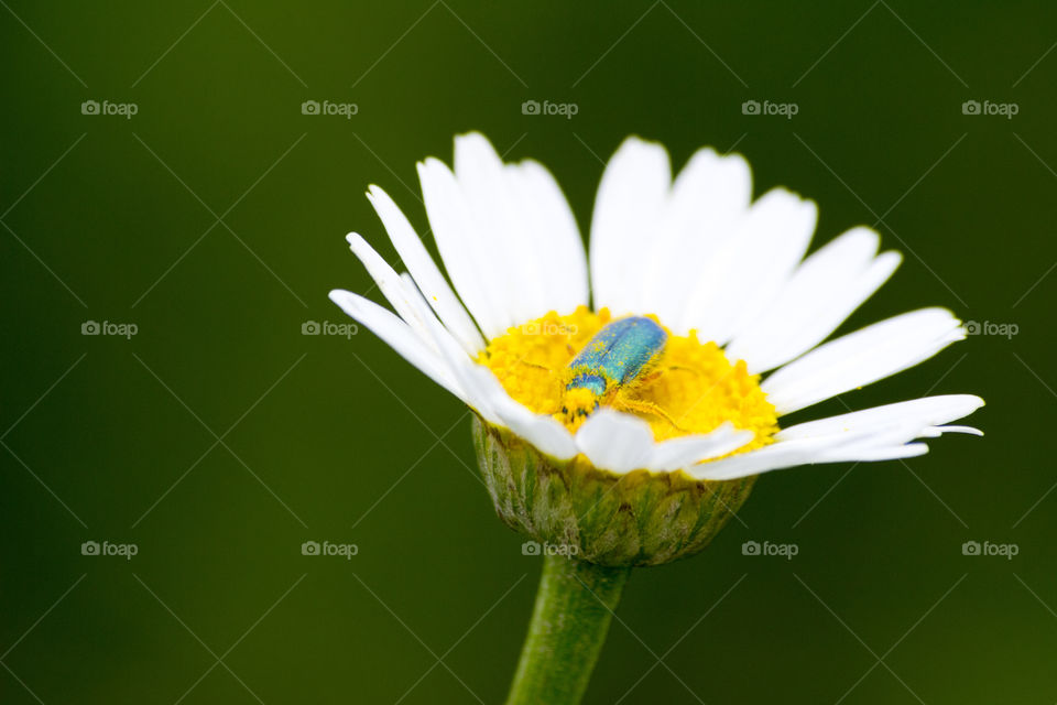 beetle on top of the pope blue bug