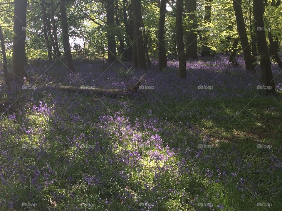 English bluebell woodland in spring bloom