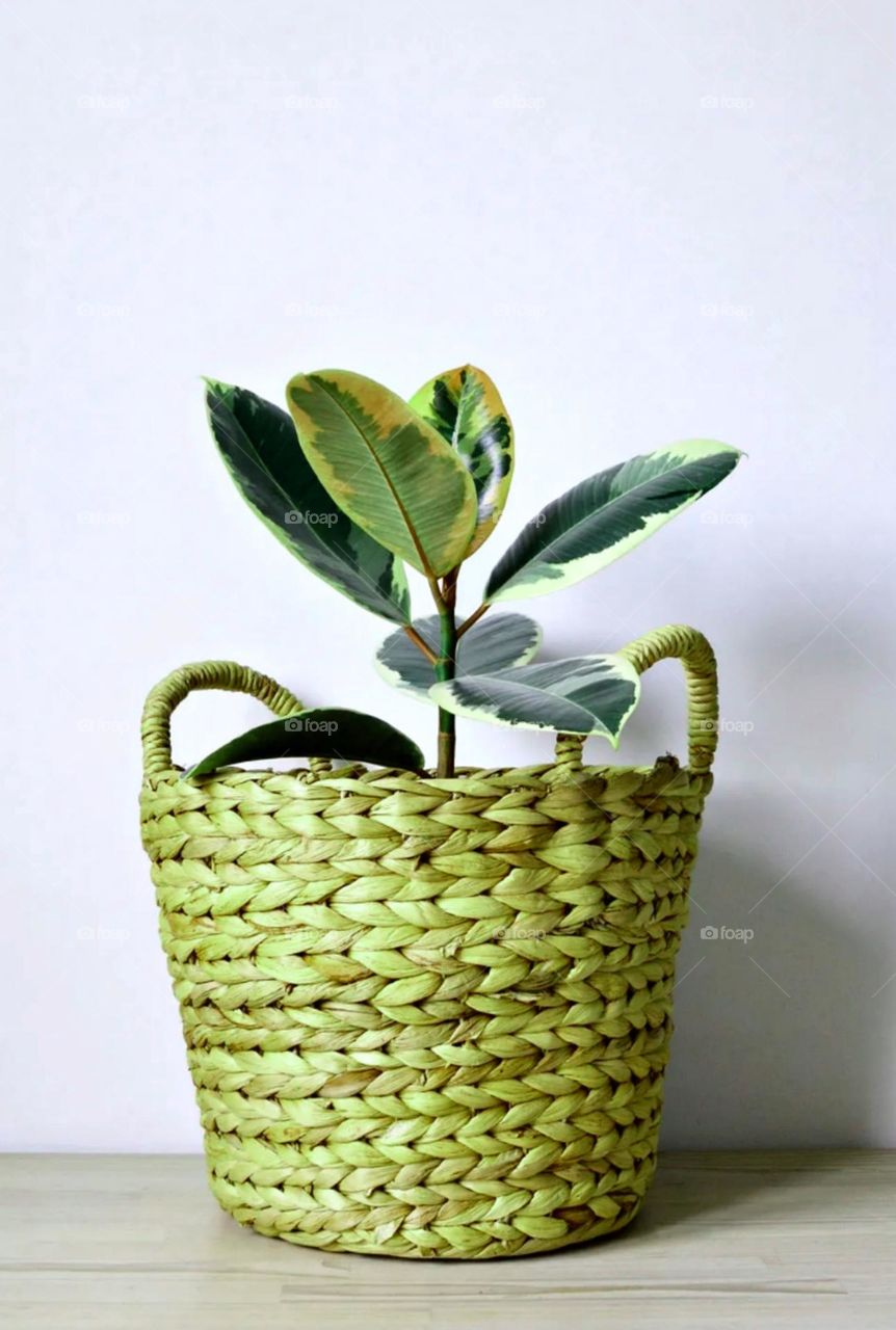 nice leaf grown on bombo pot so nice basket looks so beautiful