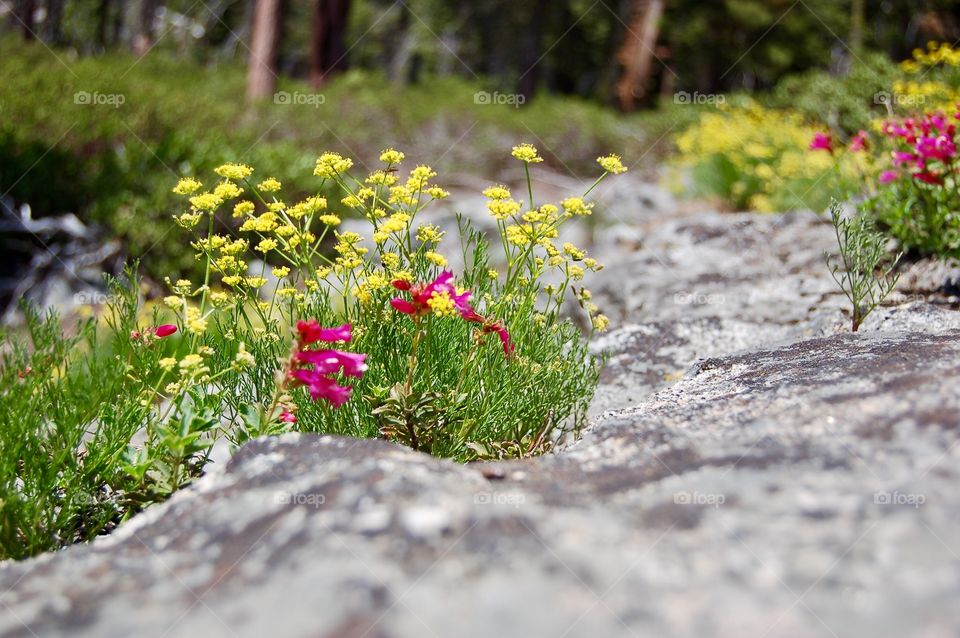 Pink And Yellow Wildflowers Near Boulder 