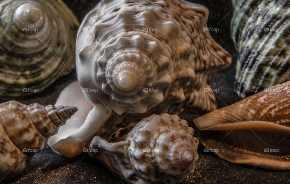 Shells