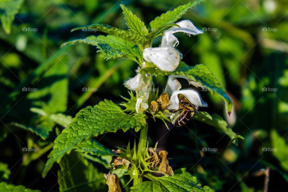 bee on nettle