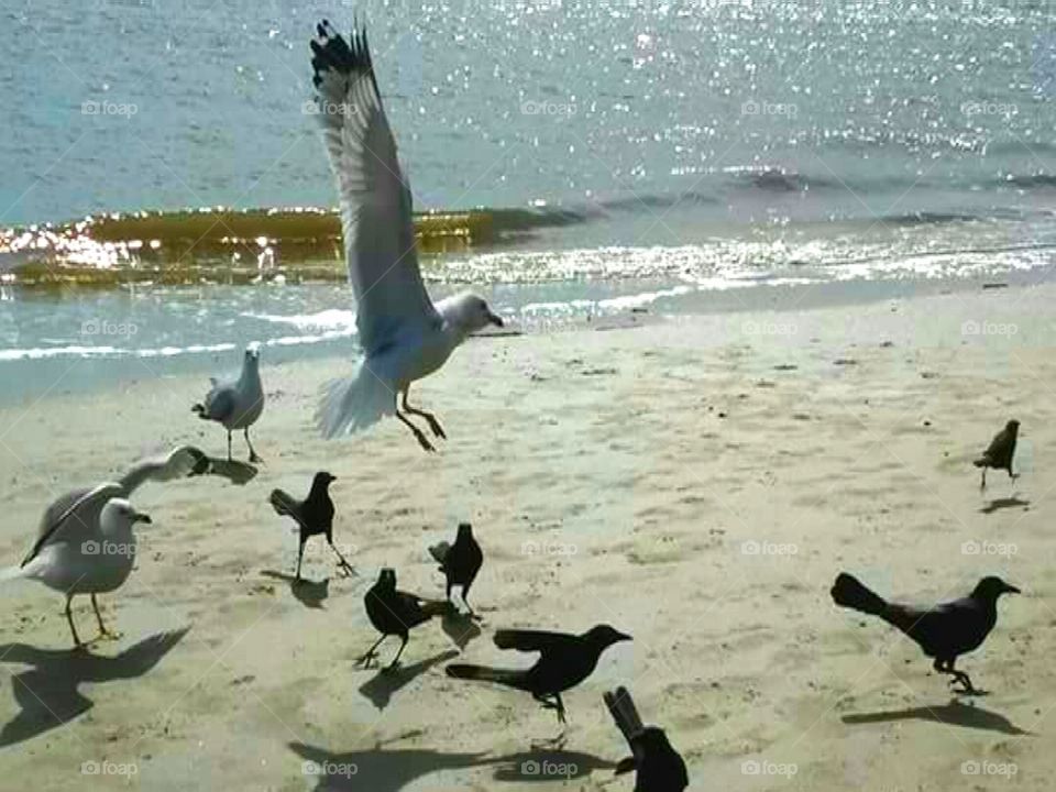 Bird, Water, No Person, Seagulls, Outdoors