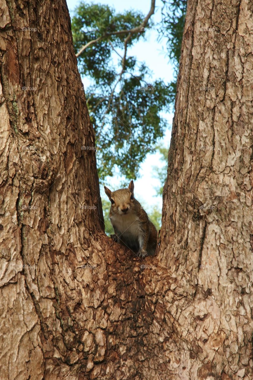 Squirrel looking at you. Squirrel in tree