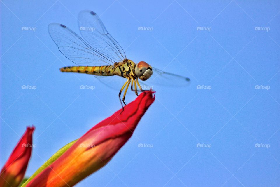 dragonfly on flower...having its time of life..