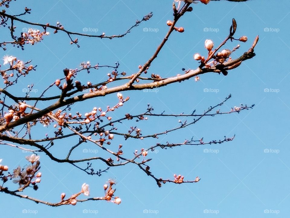 blooms on branches