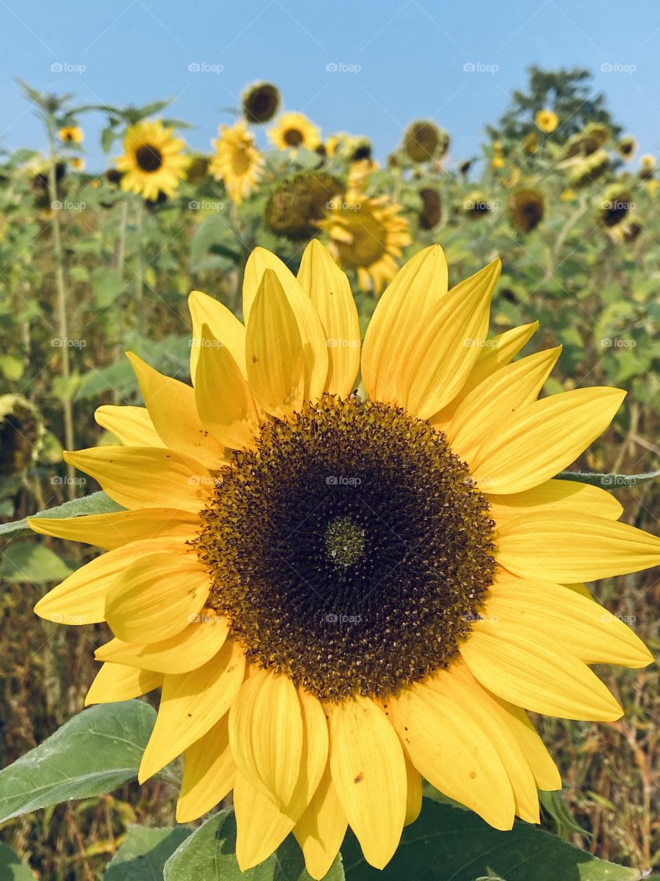 Sunflowers