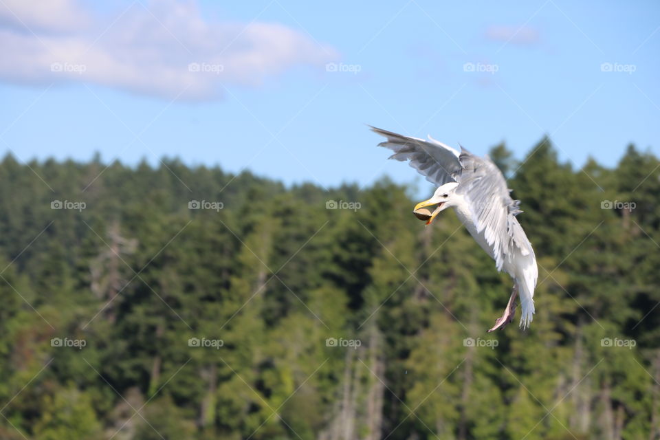 Proud seagull carrying a mussel in its beak , ready to drop it and break it so it can indulge in its feast