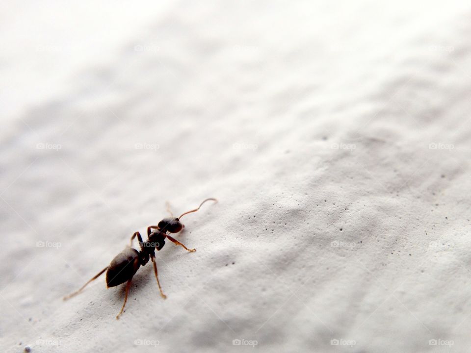 Closeup of an Ant